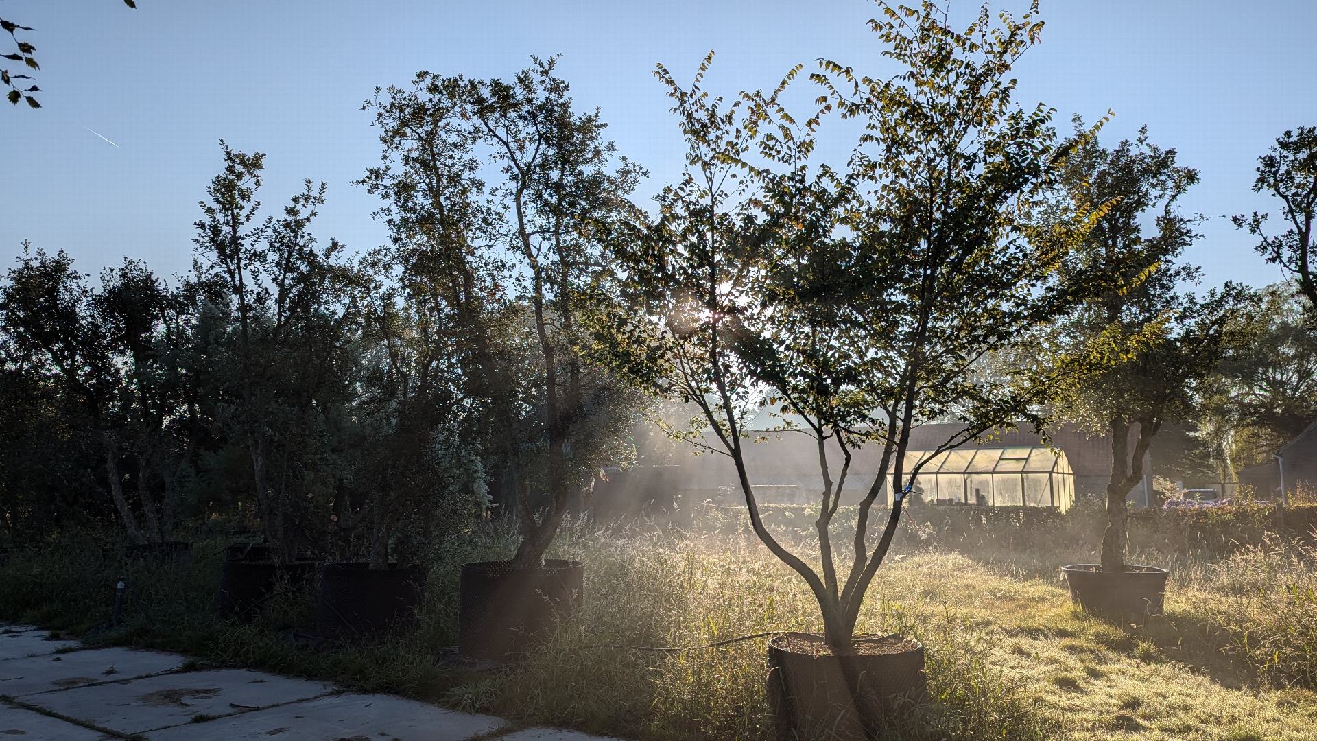Rijen solitaire bomen en meerstammige bomen op een professionele boomkwekerij